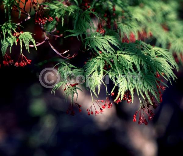 Red blooms; Deciduous; Broadleaf