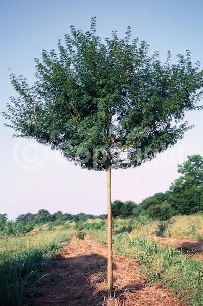 Red blooms; Deciduous; Broadleaf