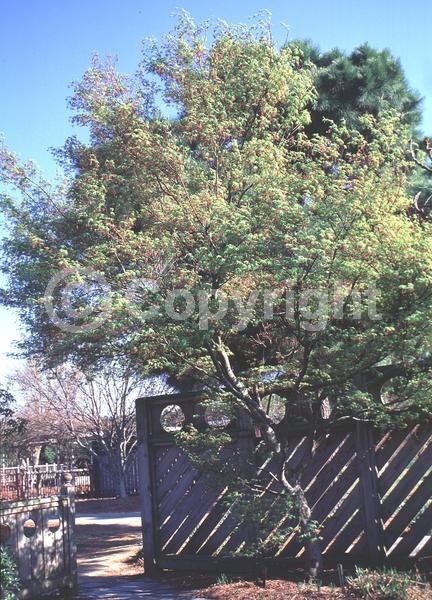 Red blooms; Deciduous; Broadleaf