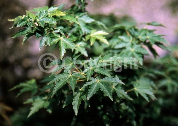 Red blooms; Deciduous; Broadleaf