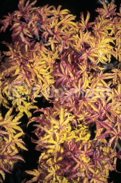 Red blooms; Deciduous; Broadleaf