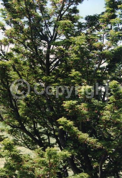 Red blooms; Deciduous; Broadleaf