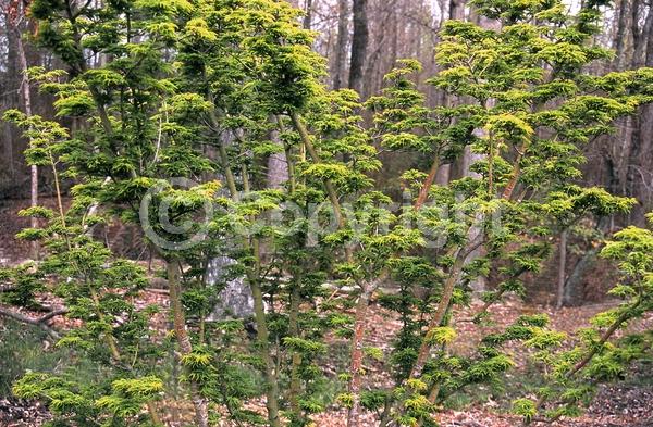 Red blooms; Deciduous; Broadleaf