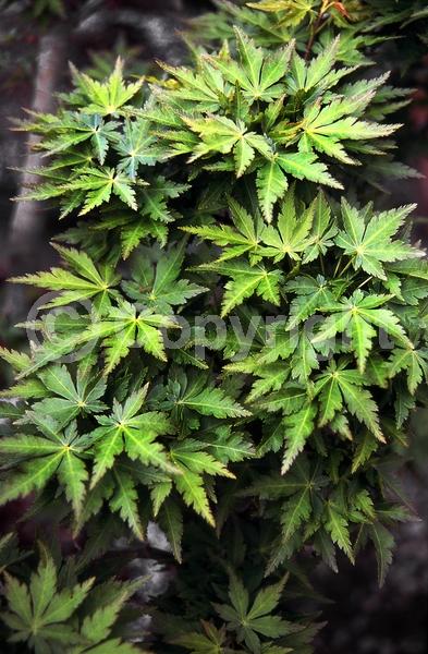 Red blooms; Deciduous; Broadleaf