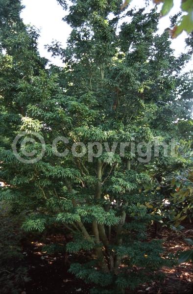 Red blooms; Deciduous; Broadleaf