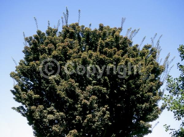 Red blooms; Deciduous; Broadleaf