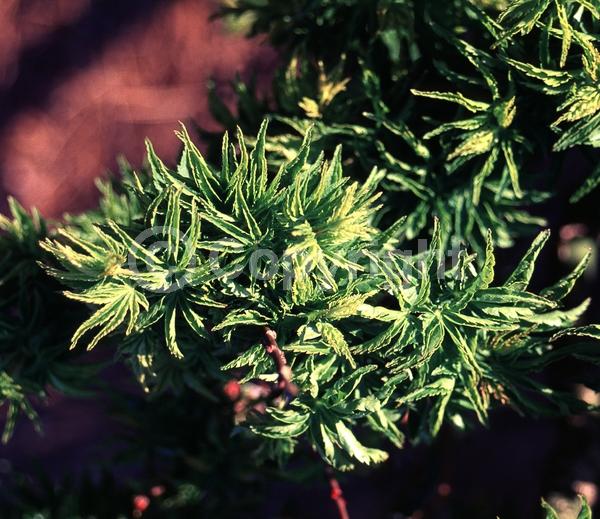 Red blooms; Deciduous; Broadleaf