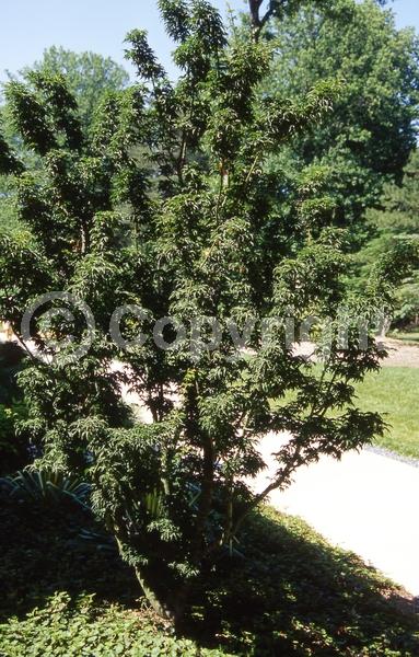 Red blooms; Deciduous; Broadleaf
