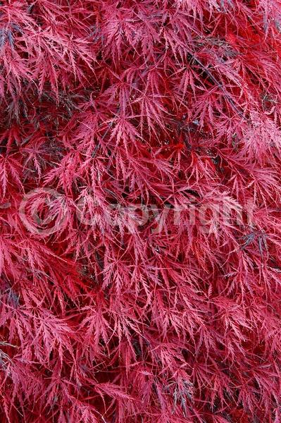 Red blooms; Deciduous; Broadleaf