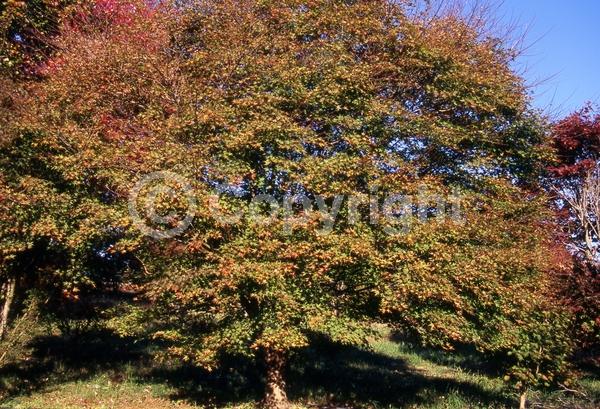 Red blooms; Deciduous; Broadleaf