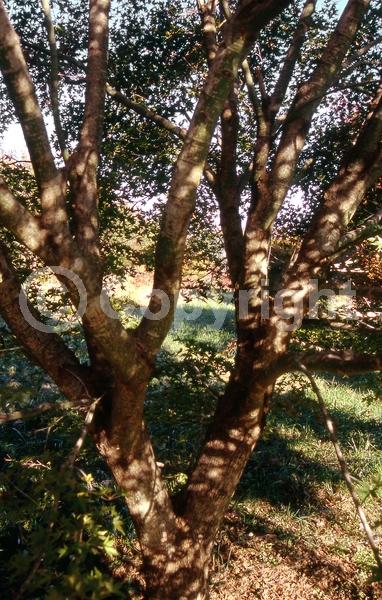 Red blooms; Deciduous; Broadleaf