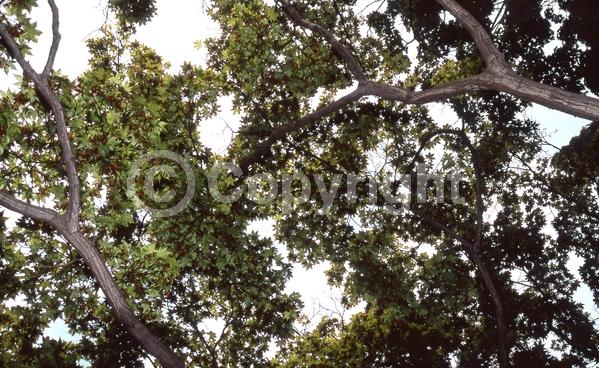 Red blooms; Deciduous; Broadleaf