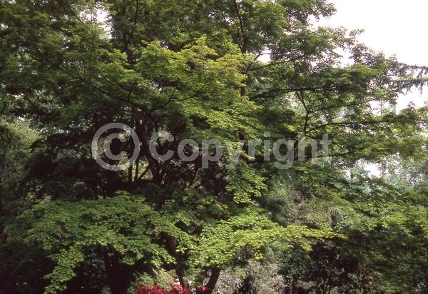 Red blooms; Deciduous; Broadleaf