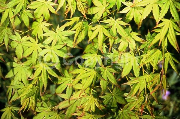 Red blooms; Deciduous; Broadleaf