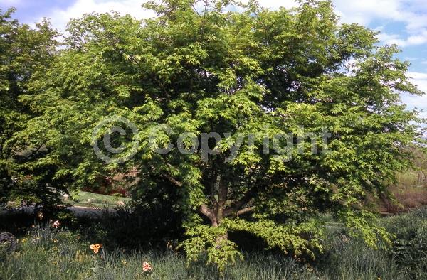 Red blooms; Deciduous; Broadleaf
