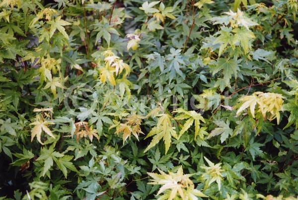 Red blooms; Deciduous; Broadleaf