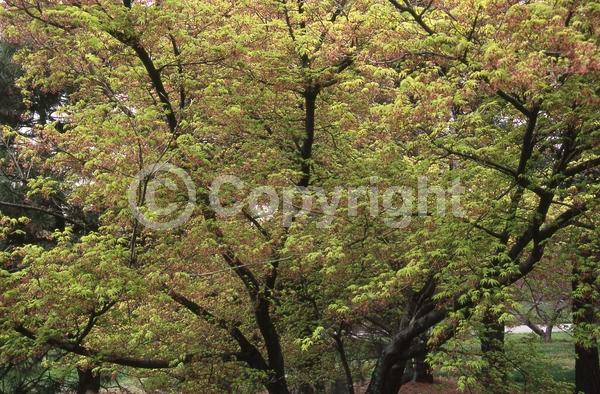 Red blooms; Deciduous; Broadleaf
