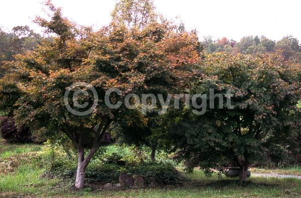 Red blooms; Deciduous; Broadleaf