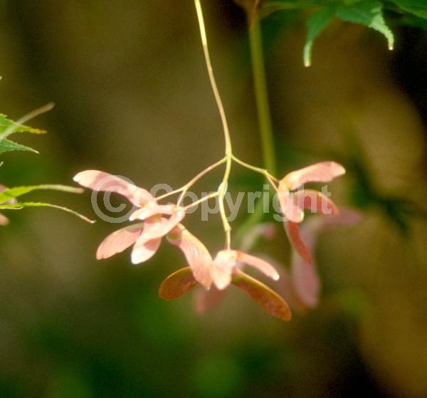 Red blooms; Deciduous; Broadleaf