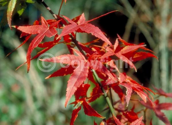 Red blooms; Deciduous; Broadleaf
