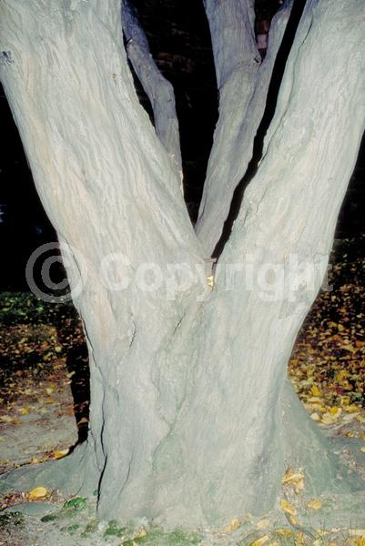 Red blooms; Deciduous; Broadleaf