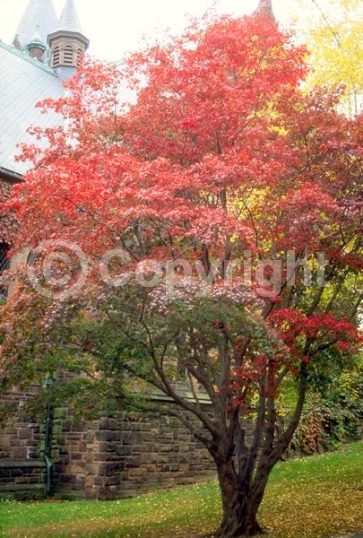 Red blooms; Deciduous; Broadleaf