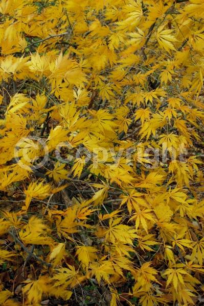 Red blooms; Deciduous; Broadleaf