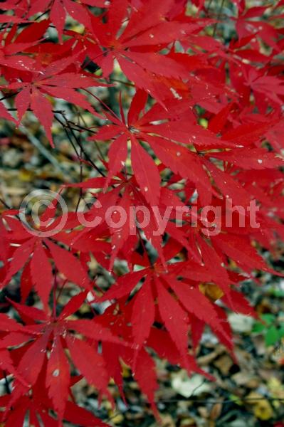 Red blooms; Deciduous; Broadleaf