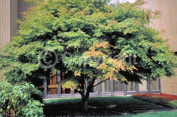 Red blooms; Deciduous; Broadleaf
