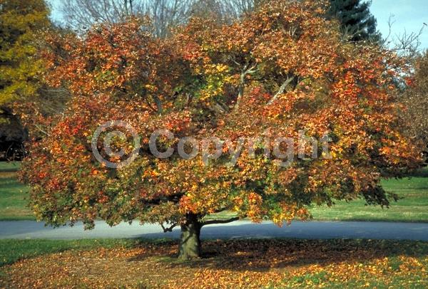 Red blooms; Deciduous; Broadleaf