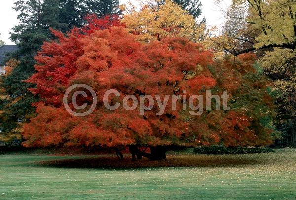 Red blooms; Deciduous; Broadleaf