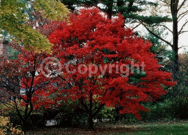 Red blooms; Deciduous; Broadleaf
