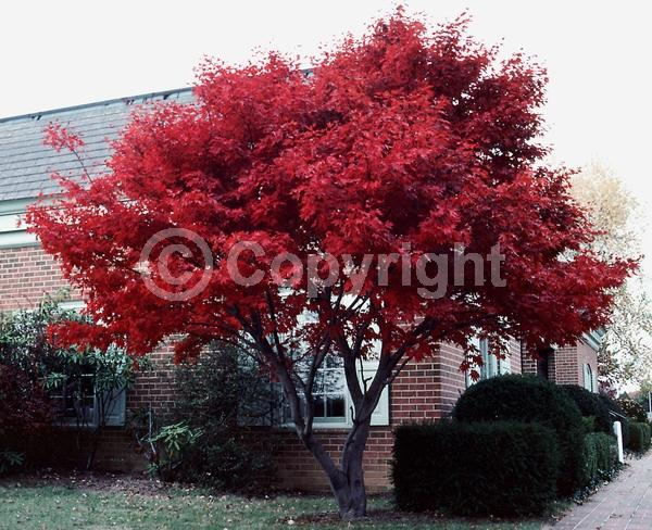 Red blooms; Deciduous; Broadleaf