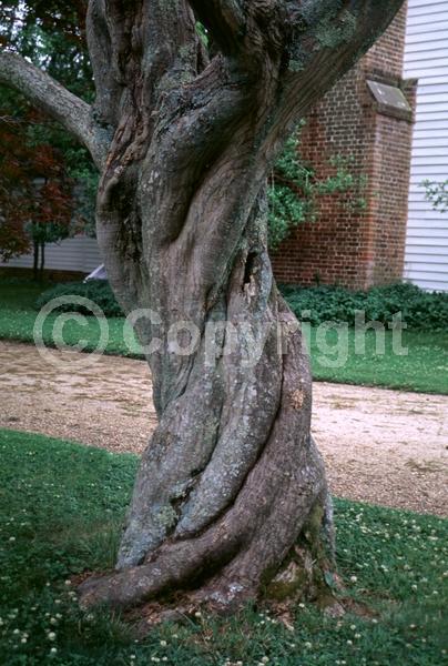 Red blooms; Deciduous; Broadleaf