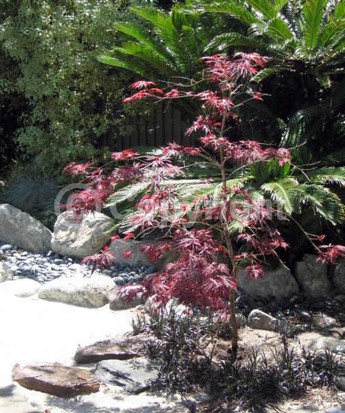 Red blooms; Deciduous; Broadleaf