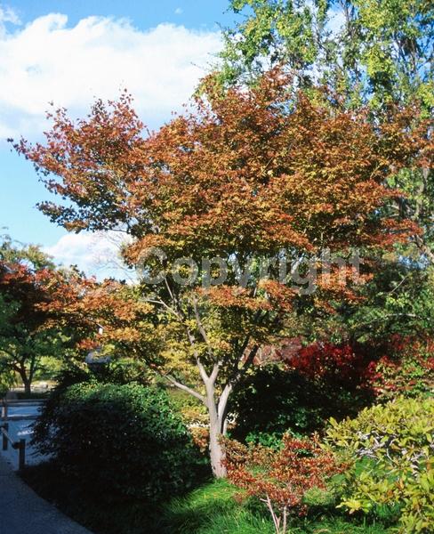 Red blooms; Deciduous; Broadleaf