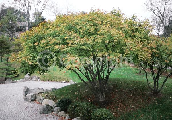 Red blooms; Deciduous; Broadleaf