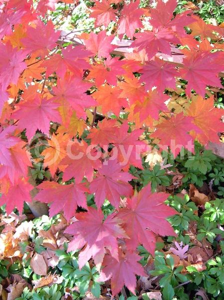 Red blooms; Deciduous; Broadleaf