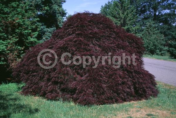 Red blooms; Deciduous; Broadleaf