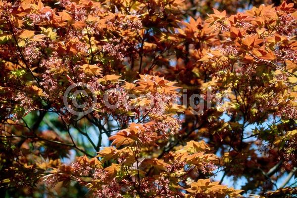 Red blooms; Deciduous; Broadleaf