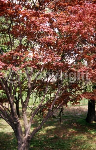 Red blooms; Deciduous; Broadleaf