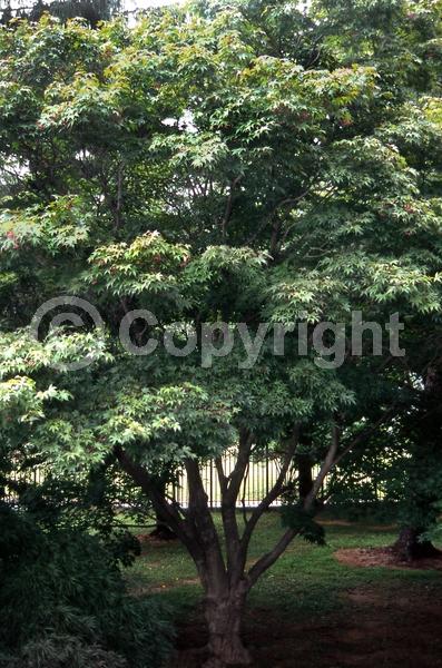 Red blooms; Deciduous; Broadleaf