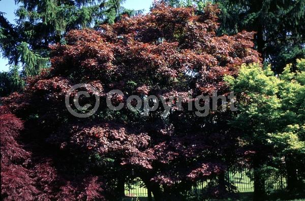 Red blooms; Deciduous; Broadleaf
