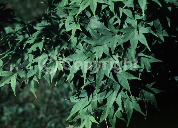 Red blooms; Deciduous; Broadleaf