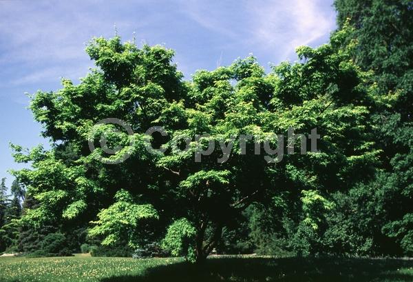 Red blooms; Deciduous; Broadleaf