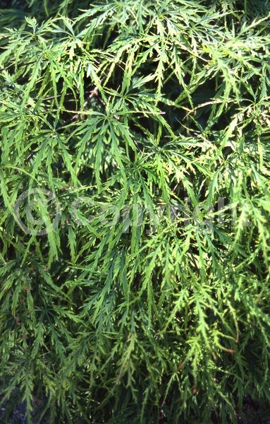 Red blooms; Purple blooms; Deciduous; Broadleaf