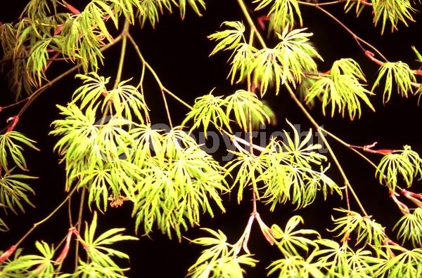 Red blooms; Purple blooms; Deciduous; Broadleaf