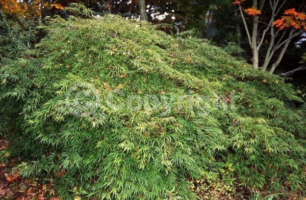Red blooms; Purple blooms; Deciduous; Broadleaf