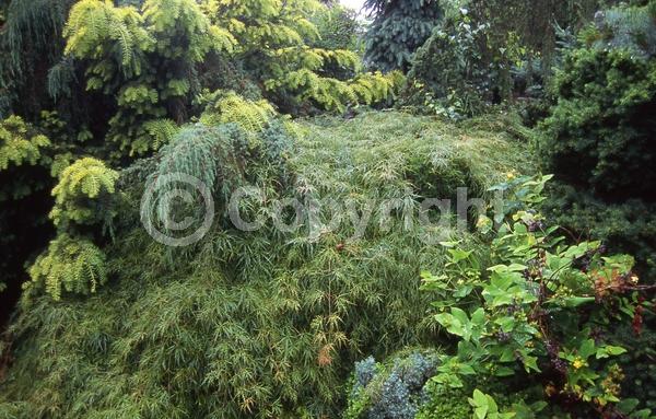 Red blooms; Purple blooms; Deciduous; Broadleaf