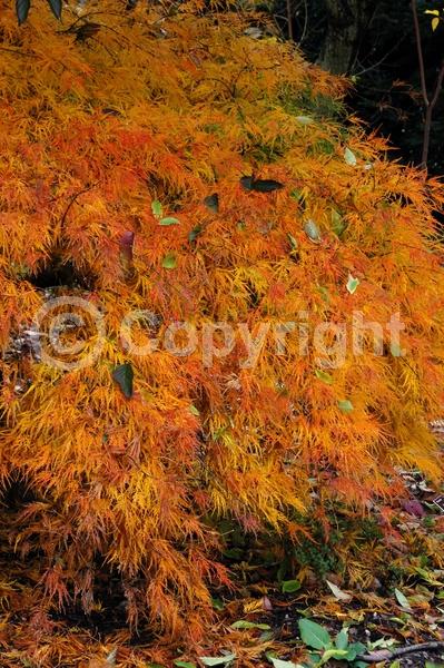 Red blooms; Purple blooms; Deciduous; Broadleaf